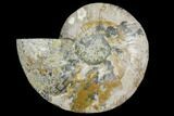 Cut & Polished Ammonite Fossil (Half) - Madagascar #149614-1